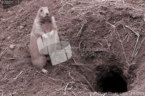 Image of Prairie Dog near rodent. B&W sepia.