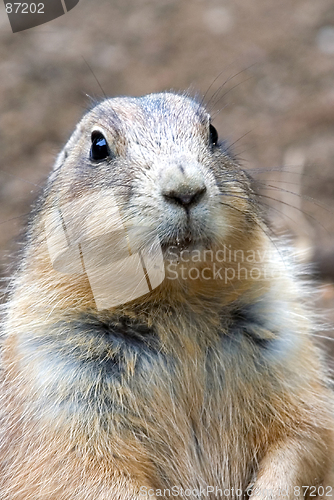 Image of Prairie dog