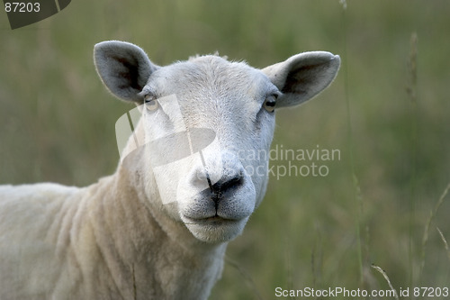 Image of Sheep