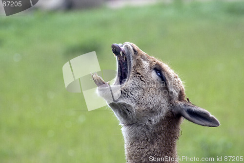 Image of Lama