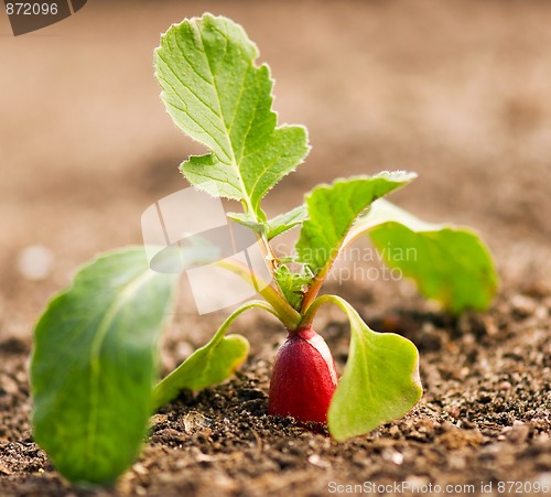 Image of Radish