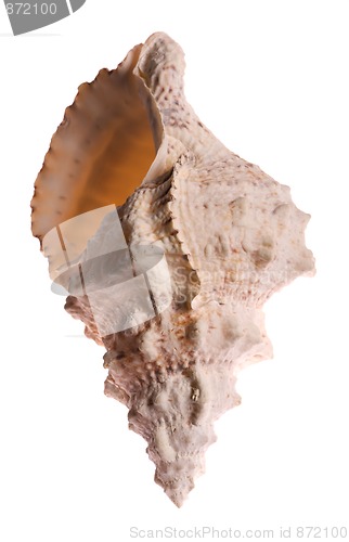 Image of Seashell