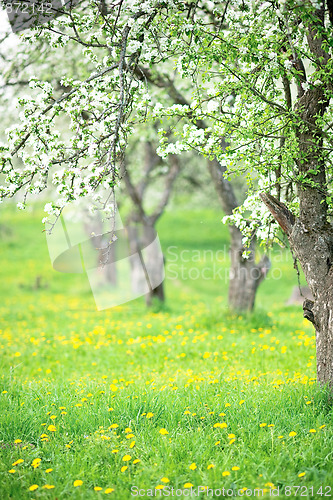 Image of Blooming garden 