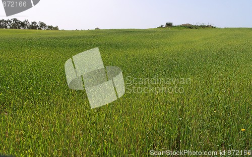 Image of Green meadow