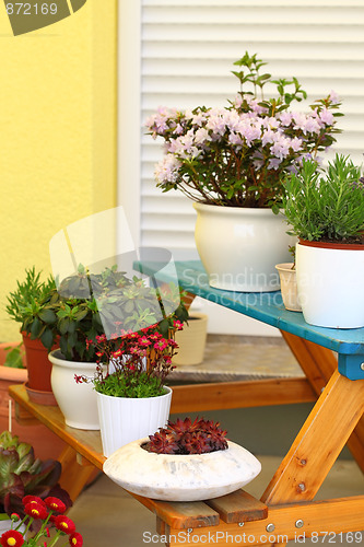 Image of Terrace or roof gardening