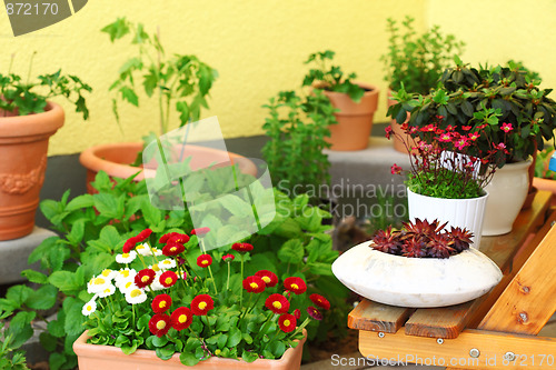 Image of Terrace or roof gardening