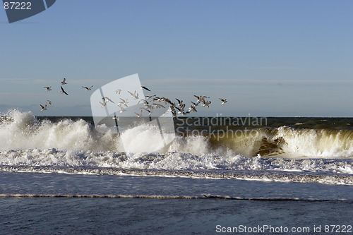 Image of Seagull