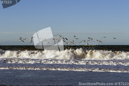 Image of Seagull