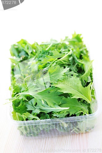 Image of mizuna leaves