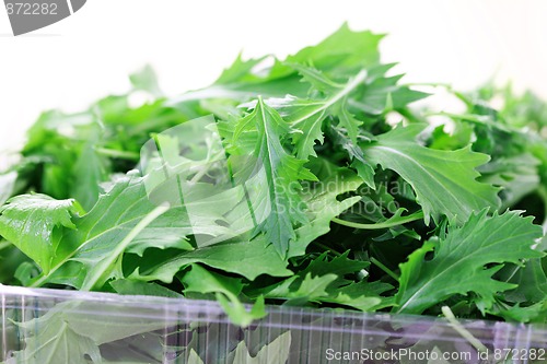 Image of mizuna leaves