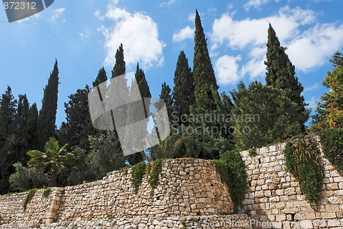 Image of Cypresses above stone wall in Jerusalem