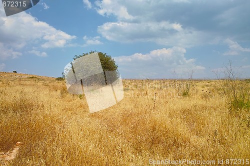 Image of Solitary green tree among yellow meadow