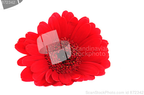 Image of lying Gerbera
