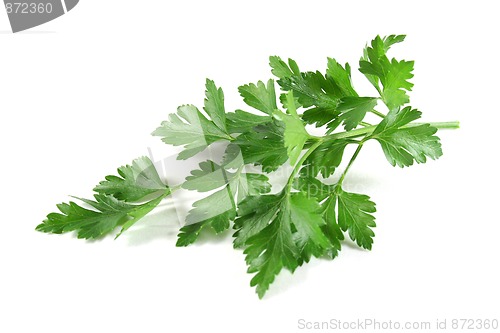 Image of Lovage