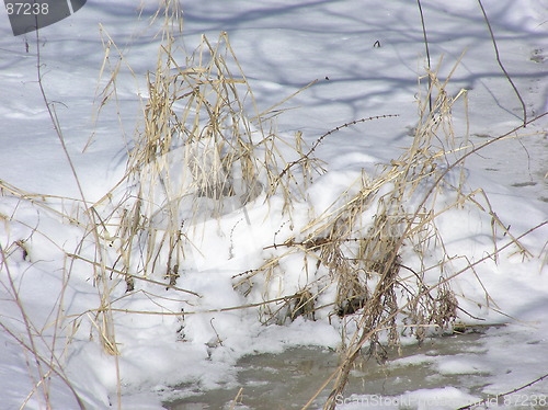 Image of reed and grass