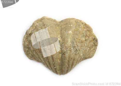 Image of Ancient heart