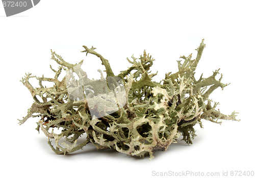 Image of Lichen