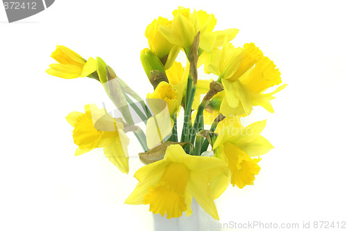 Image of Daffodils