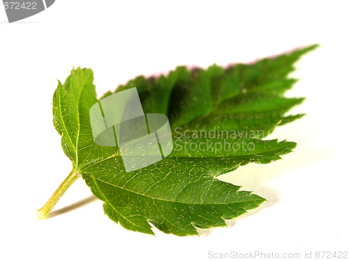 Image of leaf