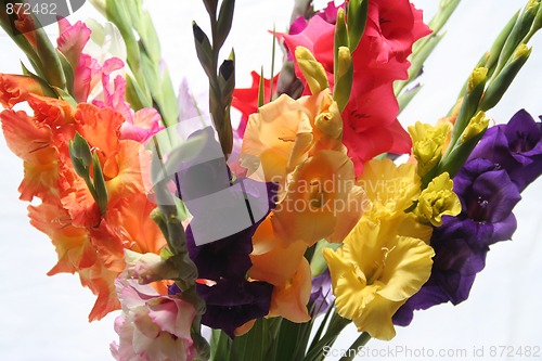 Image of Gladioli