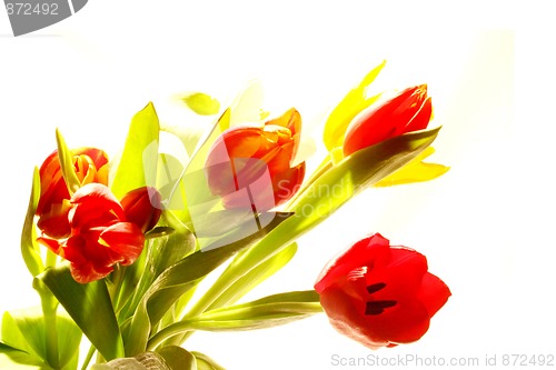 Image of Tulips