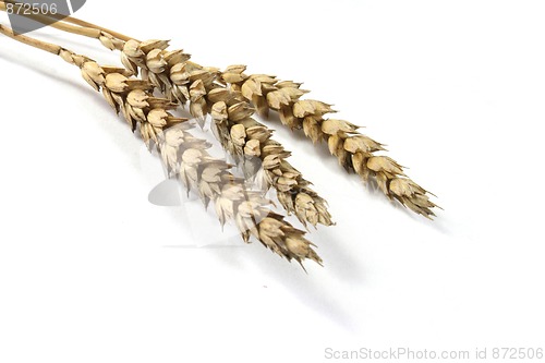 Image of Ears