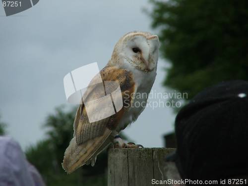 Image of Barn Owl