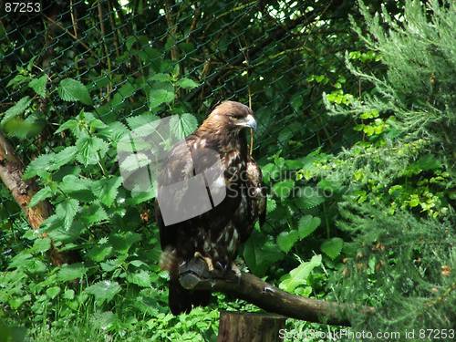 Image of Bird of prey