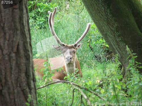 Image of Stag