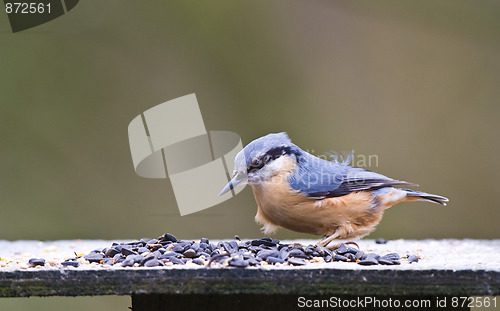 Image of Nuthatch (Sitta europaea)