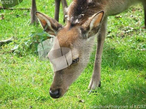 Image of Young Deer