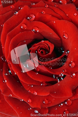 Image of Red rose with dew drops