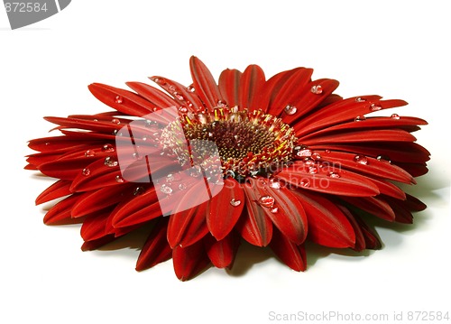 Image of Beautiful red gerbera with raindrops