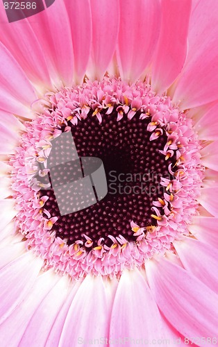 Image of Extreme macro of pink gerbera