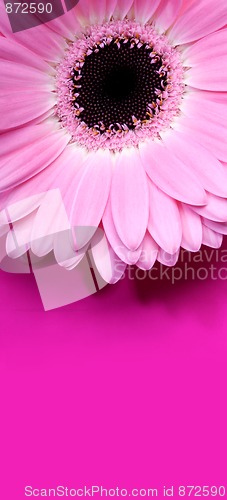 Image of Pink Gerbera with copy space