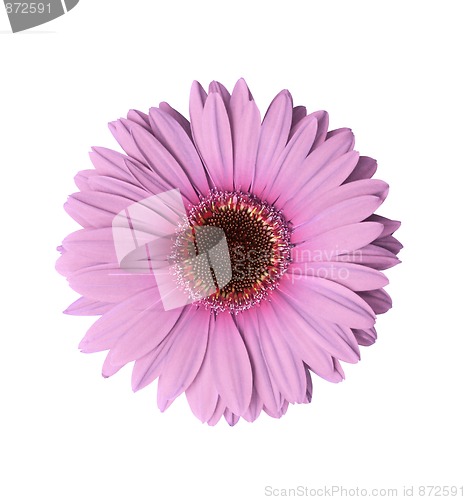 Image of Light Purple Gerbera Flower