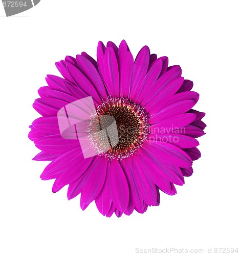 Image of Violet Gerbera Flower