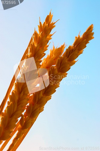 Image of Wheat