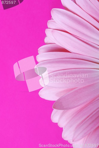 Image of Pink gerbera