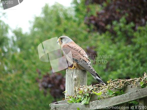 Image of Kestrel