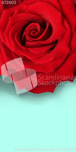 Image of Big red rose