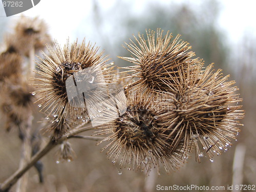 Image of Sticky balls