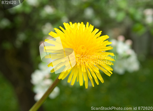 Image of dandelion