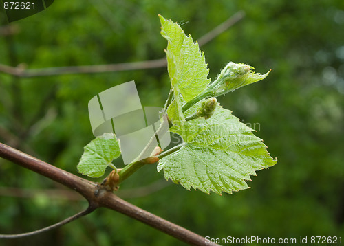 Image of vine green leaves