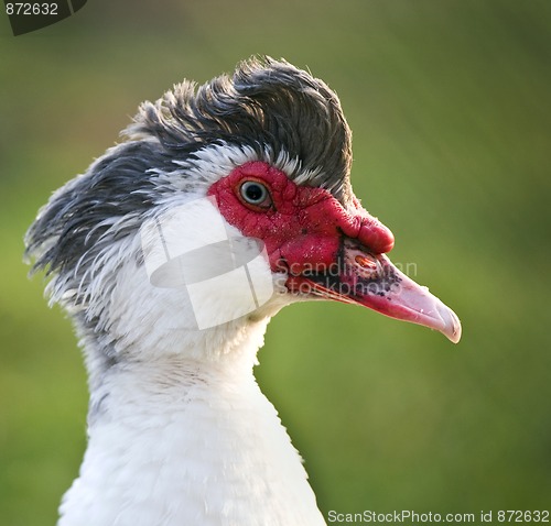 Image of Muscovy (Cairina moschata)