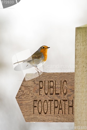 Image of Robin (Erithacus rubecula)