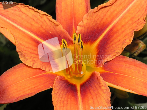 Image of daylily