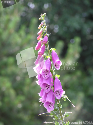 Image of foxglove