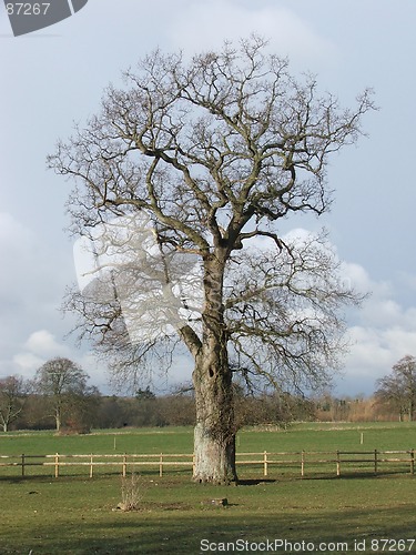 Image of A dead tree