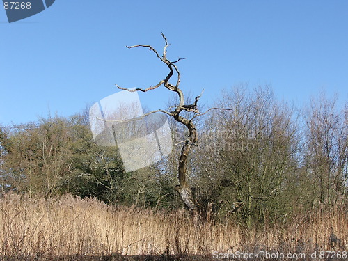 Image of Dead Tree